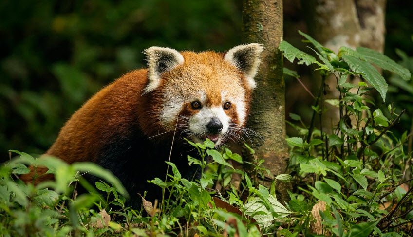 Padmaja Naidu Himalayan Zoological Park and Himalayan